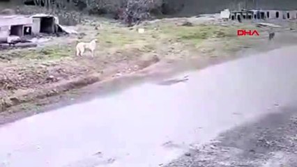 Pendik'te köpeği ezen belediye çalışanı işten çıkarıldı; o anlar kamerada