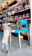 Videos De Risa 2020 Nuevos Los Mejores Videos De #30