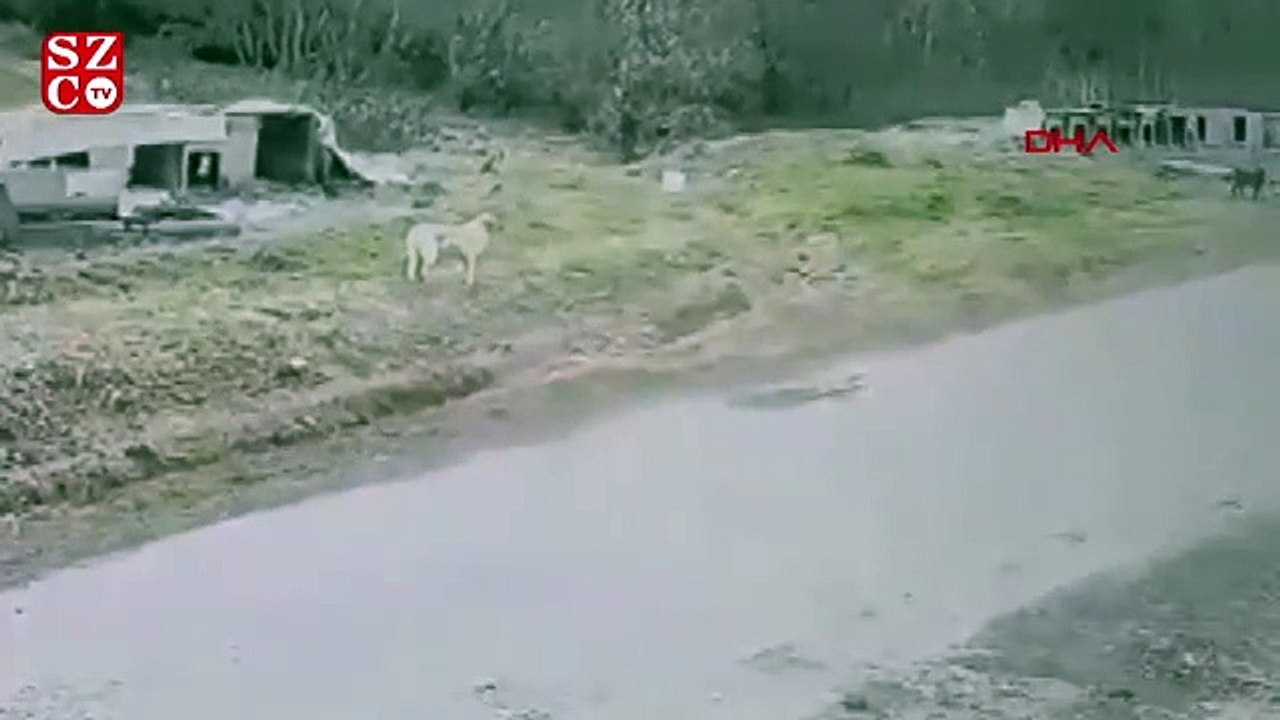 Pendik'te köpeği ezen belediye çalışanı işten çıkarıldı; o anlar kamerada