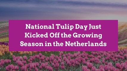 National Tulip Day Just Kicked Off the Growing Season in the Netherlands