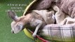 French animal sanctuary uses expertise to help Australia's orphaned marsupials