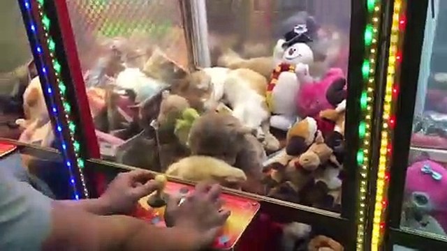 Regardez qui fait la sieste dans cette machine à pince