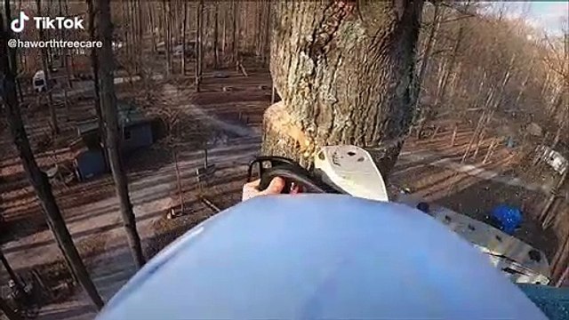 Et oui, le bûcherons aussi plantent des arbres, mais à leur façon