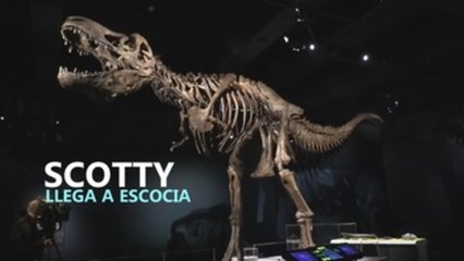 El tiranosaurio rex Scotty llega a Escocia