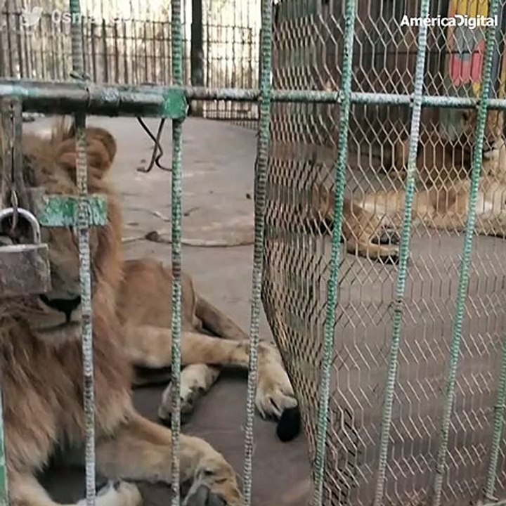 Indignación mundial por leones hambrientos y desnutridos en un zoológico de Sudán