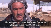 En Afghanistan, la sècheresse menace les bergers et les tisserands