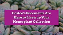 Costco’s Succulents Are Here to Liven up Your Houseplant Collection