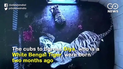मोहाली Zoo में लोग देखने पहुंच रहे है ये अद्‌भुत  White Tiger