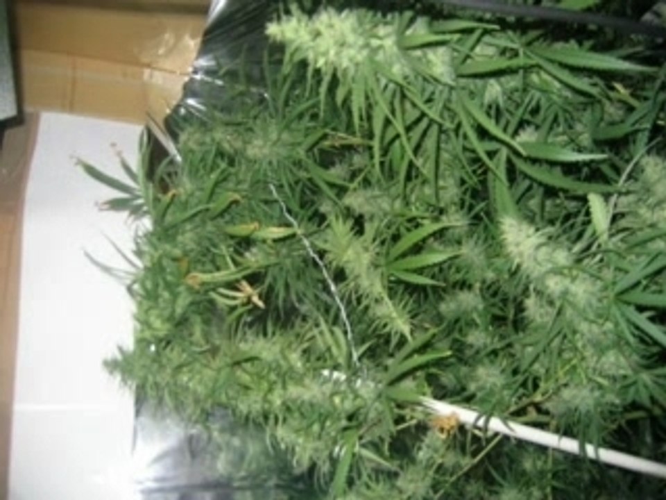 vidéo de cannabis en culture interieure :)