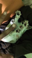 Cute Kitten Peter Loves to Play