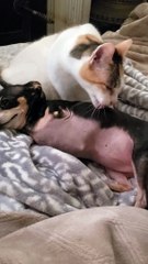 Cat Helps Chihuahua Keep Clean