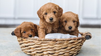 Five Things To Know Before Getting A New Puppy