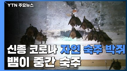 "신종 코로나, 박쥐에서 발원...뱀이 중간 숙주" / YTN