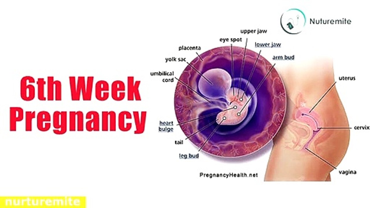 6 Weeks Pregnant: A Complete Guide for healthy habits,symptoms and Fetal Development-Nuturemite