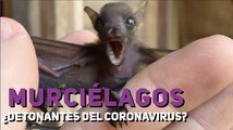 Murciélagos ¿detonantes del coronavirus?