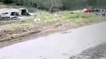 Köpeği ezen belediye çalışanı işten atıldı ! O anlar kamerada