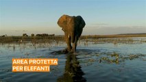 Arriva in Francia la 'casa di riposo' per gli elefanti