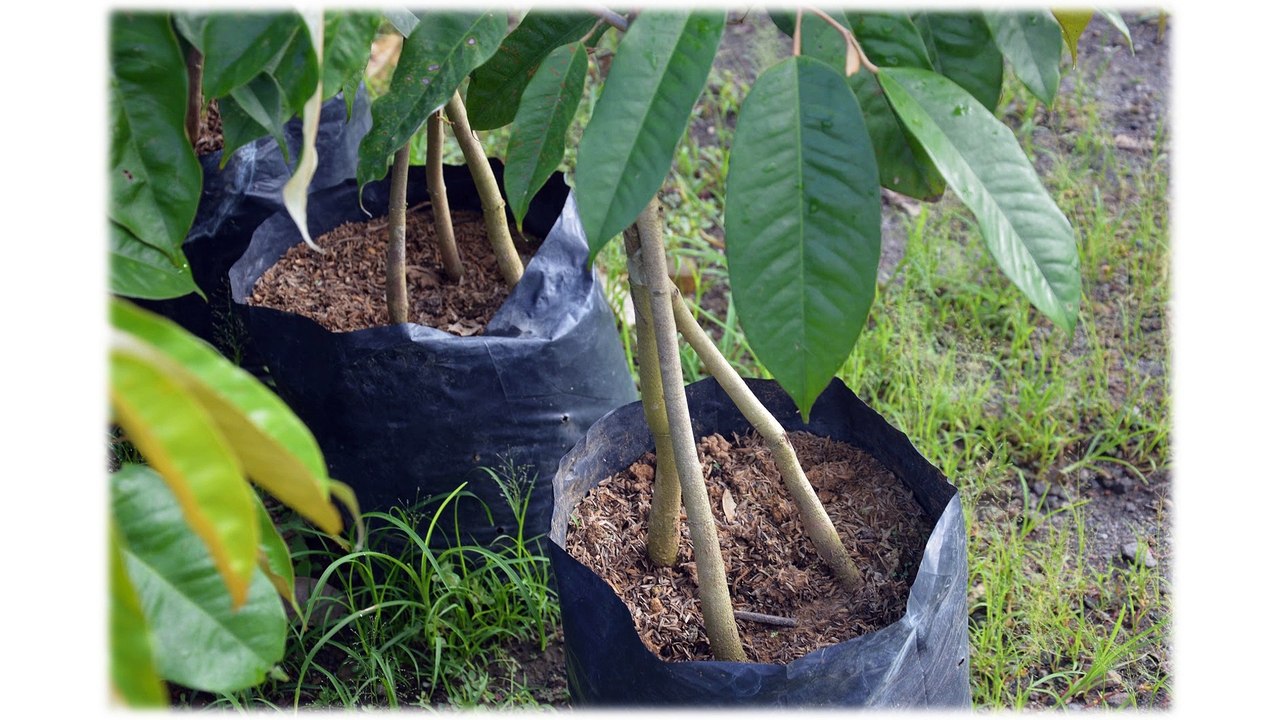 GROSIR, WA 0812-2707-5809, Bibit Durian Boneng Sulawesi Selatan