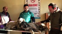 Kars banka müdürü, kendini sokak köpeklerine adadı