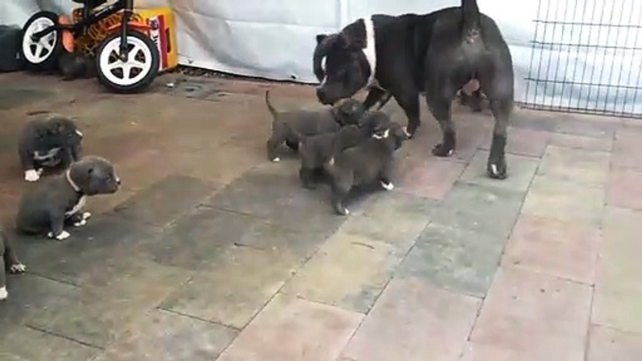 BULL DOG