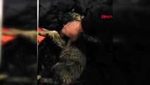 Erzurum soğuktan donan köpeği kalp masajı ile hayata döndürdü