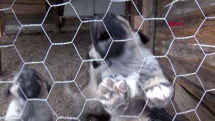 Sivas 'kangal köpeğinde ırk karmaşasına son verilmeli'