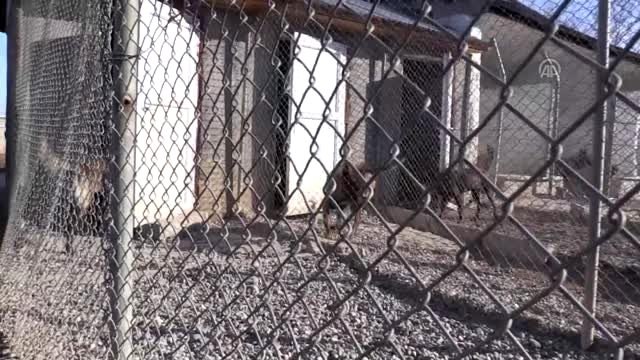 Jandarmanın hassas burunları suçlulara göz açtırmıyor