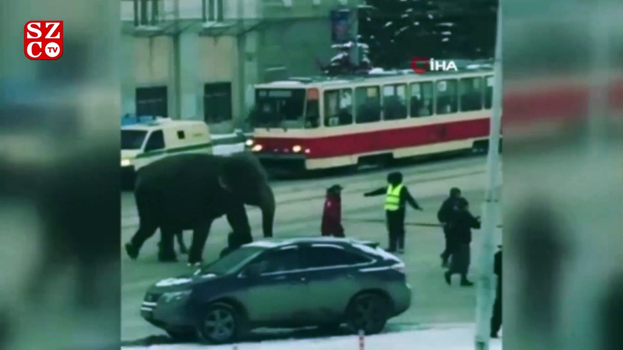 Rusya'da sirkten kaçan filler ortalığı birbirine kattı
