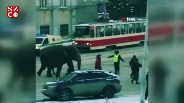 Rusya'da sirkten kaçan filler ortalığı birbirine kattı