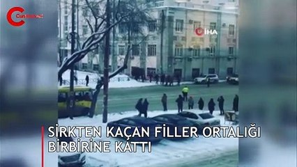 Sirkten kaçan filler ortalığı birbirine kattı