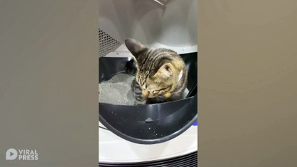 Kitty's Fascinated By Self-Cleaning Litter Tray