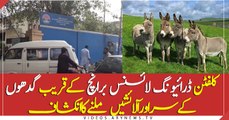 Donkeys’ Offal Found Near Clifton Driving License Branch In Karachi