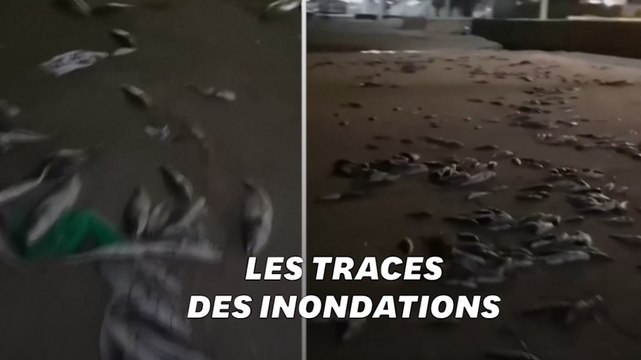 Après la tempête Gloria, une plage espagnole recouverte de poissons morts