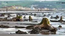 Over 4,500-Year-Old Forest Buried Under a Beach in Wales