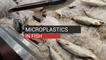 Microplastics In Fish