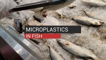 Microplastics In Fish