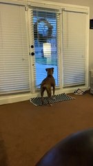 Super Happy Dog Slaps Tail From Side to Side