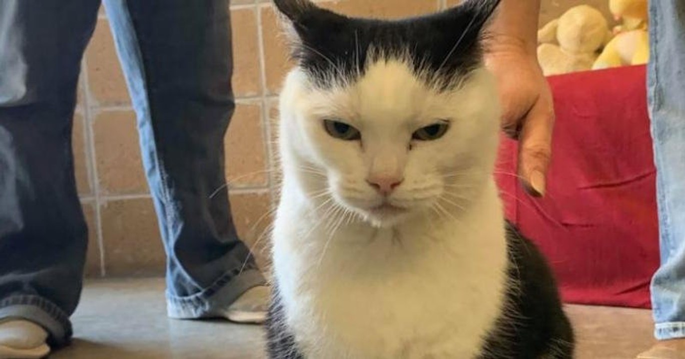 « Le pire chat du monde », l'annonce hilarante d'un refuge pour l'adoption d'un chat