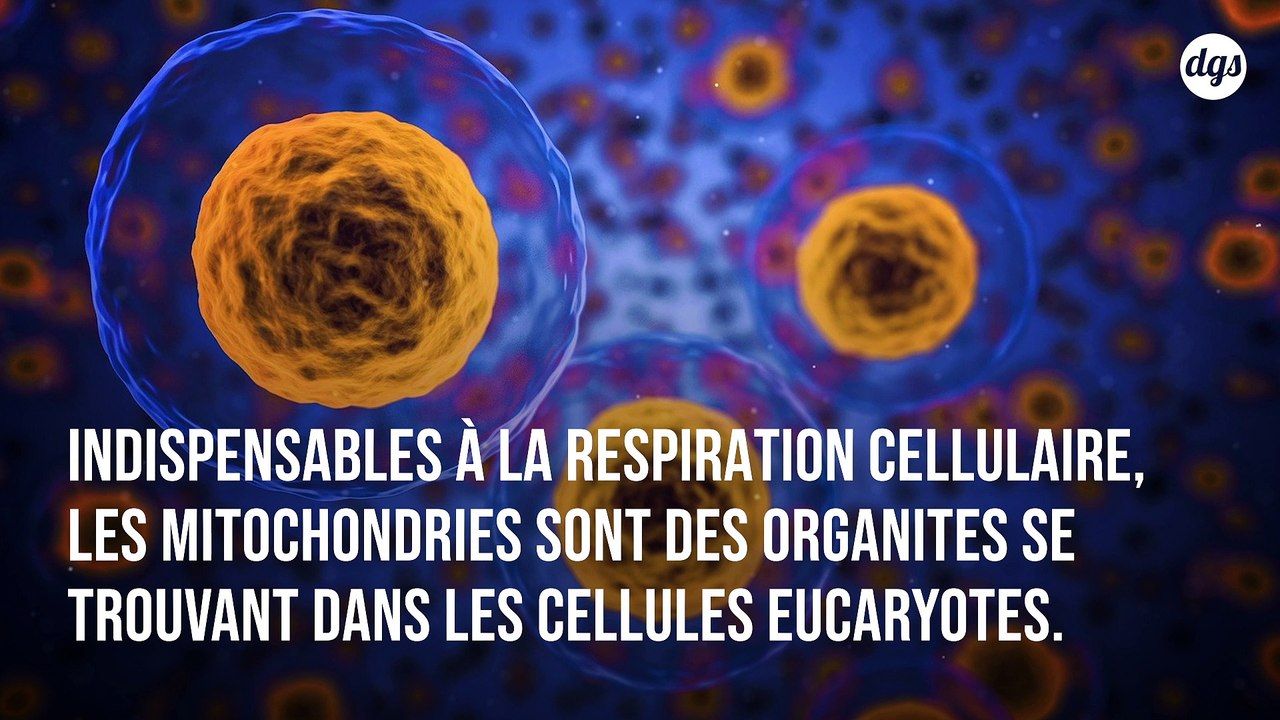 Découverte pour la première fois de mitochondries intactes et fonctionnelles dans notre sang