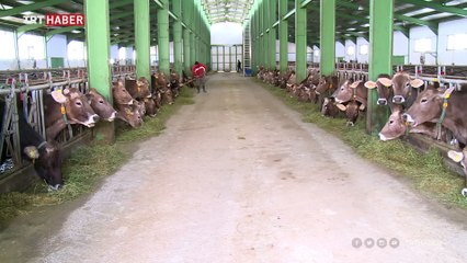 Buzağı ve hububat destek ödemeleri ne zaman yapılacak?