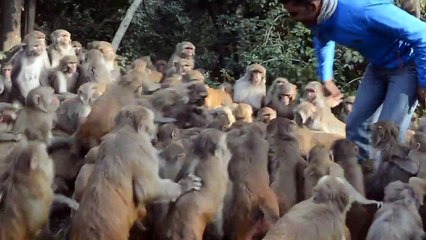 Monkey Fight - struggle for Survival | Mind Blowing Video