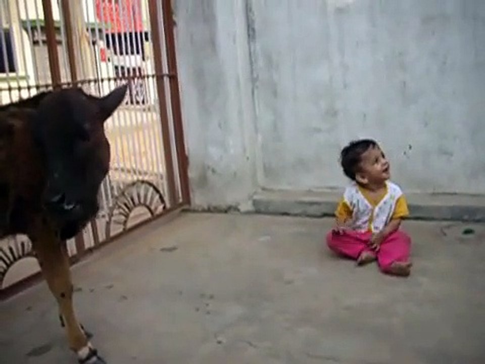 Watch the video of what a kid does with a cow calf Must watch
