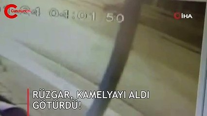 Rüzgar, kamelyayı aldı götürdü!