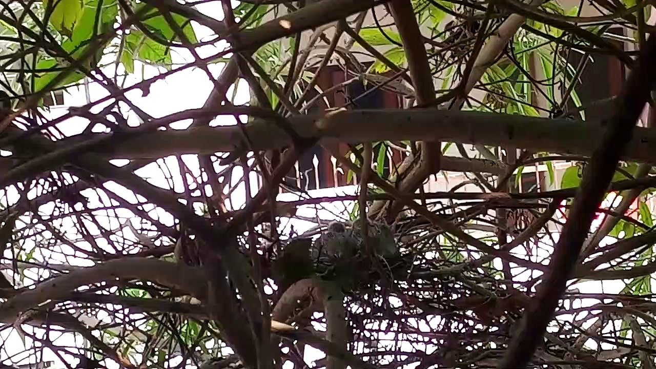 Advice for Birdwatching - TIS | Nature