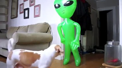 Dog Pranked with Alien- Funny Dog Mayo short funny MUST WATCH