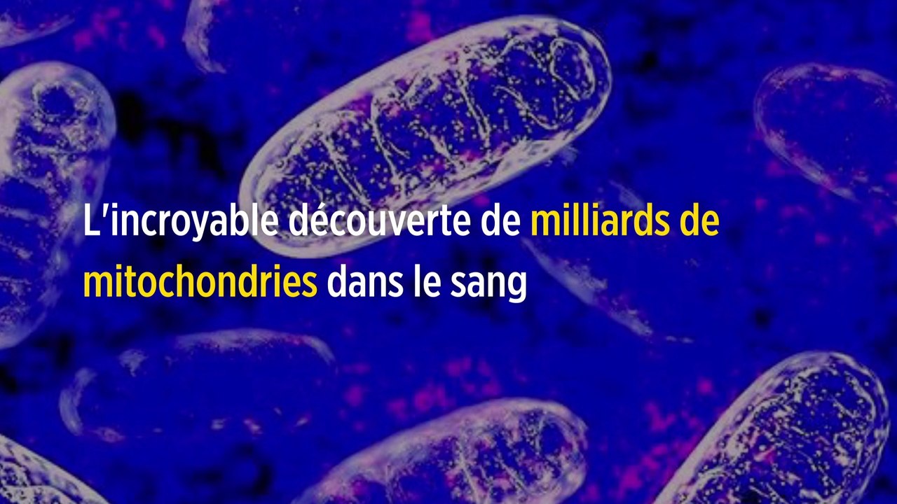 L'incroyable découverte de milliards de mitochondries dans le sang