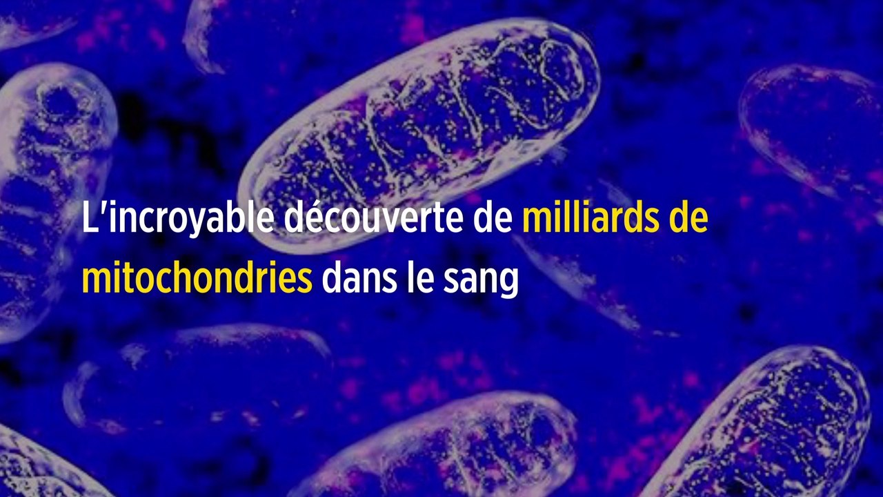 L'incroyable découverte de milliards de mitochondries dans le sang