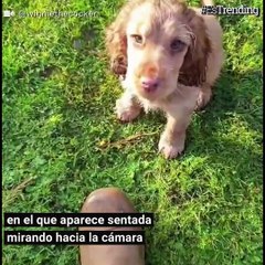 Winnie, la perrita con los ojos “más hermosos del mundo”