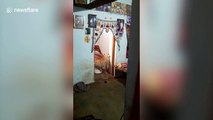 Confused leopard wanders into Indian family's house and sits calmly in doorway