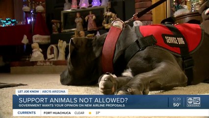 Should support animals be allowed on flights?